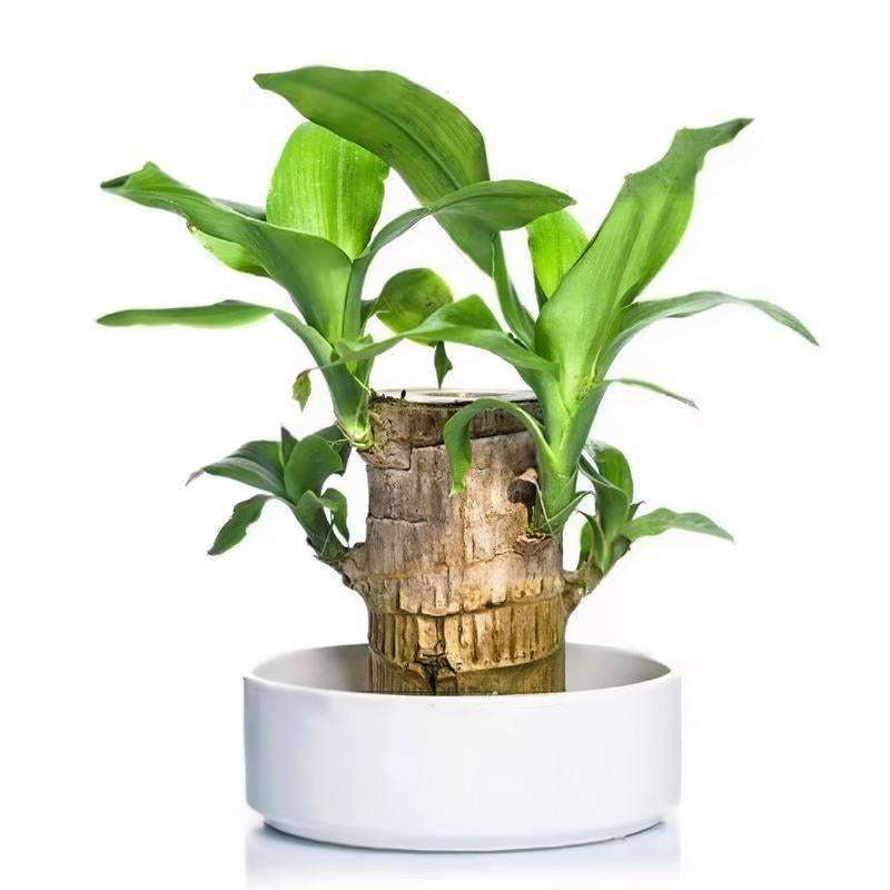 Brazilian Wood Potted Plant - Lucky Bamboo Desktop Decoration for Indoor Office Use (Includes Care Instructions)