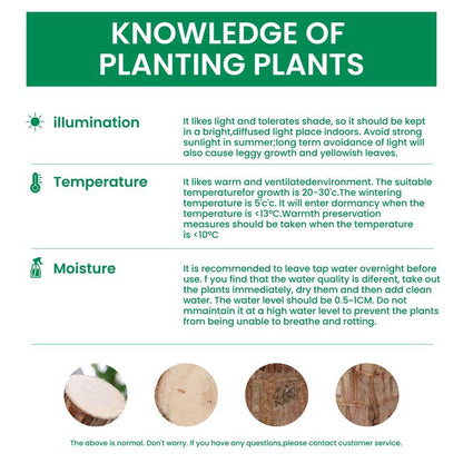 Brazilian Wood Potted Plant - Lucky Bamboo Desktop Decoration for Indoor Office Use (Includes Care Instructions)