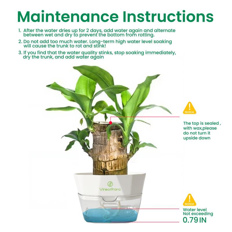 Brazilian Wood Potted Plant - Lucky Bamboo Desktop Decoration for Indoor Office Use (Includes Care Instructions)