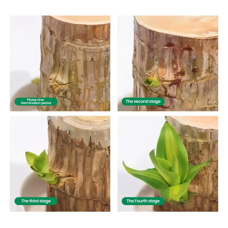 Brazilian Wood Potted Plant - Lucky Bamboo Desktop Decoration for Indoor Office Use (Includes Care Instructions)
